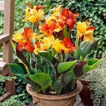 Canna lilies Bulb set of 5|Canna Lily Collections Online|Tropical Garden Bulbs for Sale - Premium Combo Packs - Bulbs from Plantparadise - Just $300! Shop now at Plantparadise