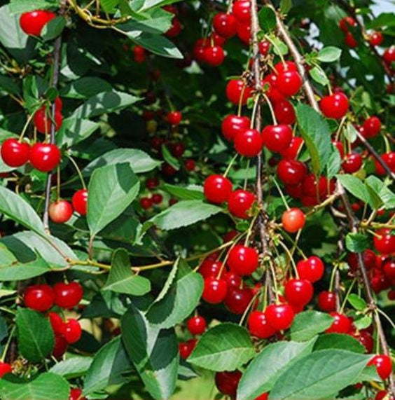 Sweet Karonda Cherry (karmocha) Grafted - Premium Fruit Plants from Plantparadise - Just $549.00! Shop now at Plantparadise