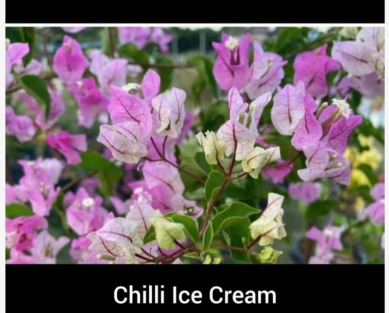 Thai Chilli Icecream Bougainvillea Flower Plant|Buy Thai Bougainvillea Flower plant sale online - Premium Flowering Plants from Plantparadise - Just $799! Shop now at Plantparadise