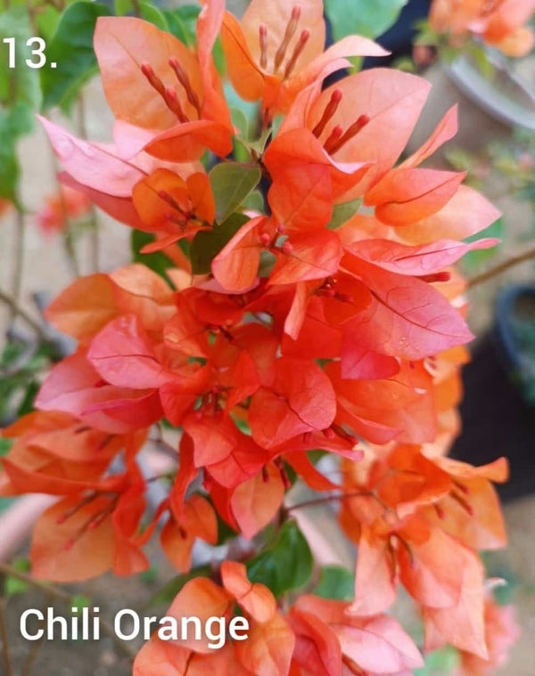 Thai Chilli Orange Bougainvillea - Premium Flowering Plants from Plantparadise - Just $0! Shop now at Plantparadise