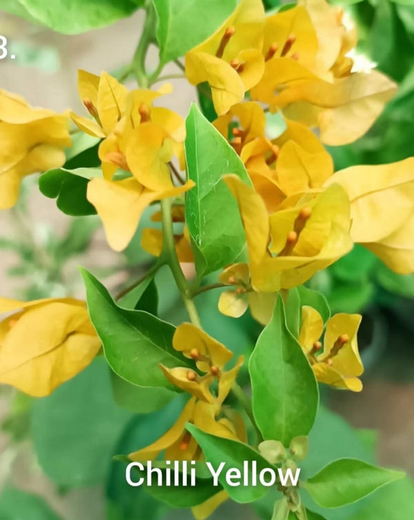 The Thai Chilli Yellow Bougainvillea (Bougainvillea glabra)| - Premium Flowering Plants from Plantparadise - Just $799! Shop now at Plantparadise