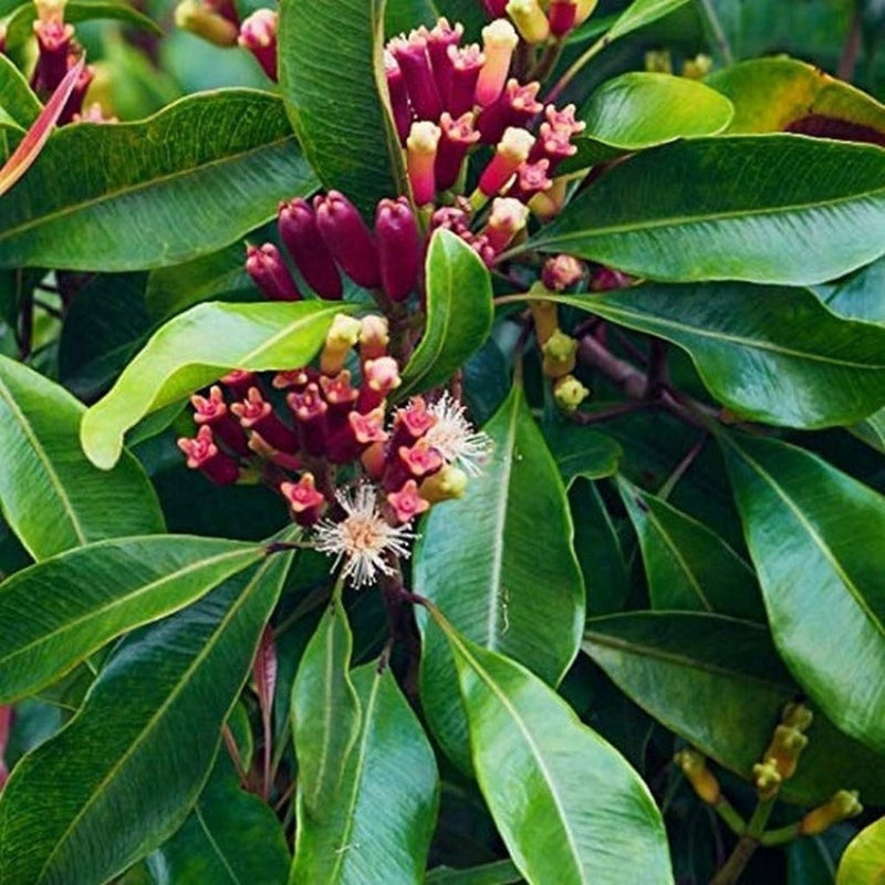 Cloves Plant | Buy online Beautiful Clove plants - Premium Flowering Plants from Plantparadise - Just $400! Shop now at Plantparadise