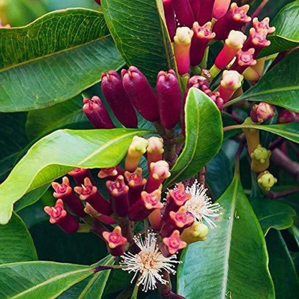 Cloves Plant | Buy online Beautiful Clove plants - Premium Flowering Plants from Plantparadise - Just $400! Shop now at Plantparadise