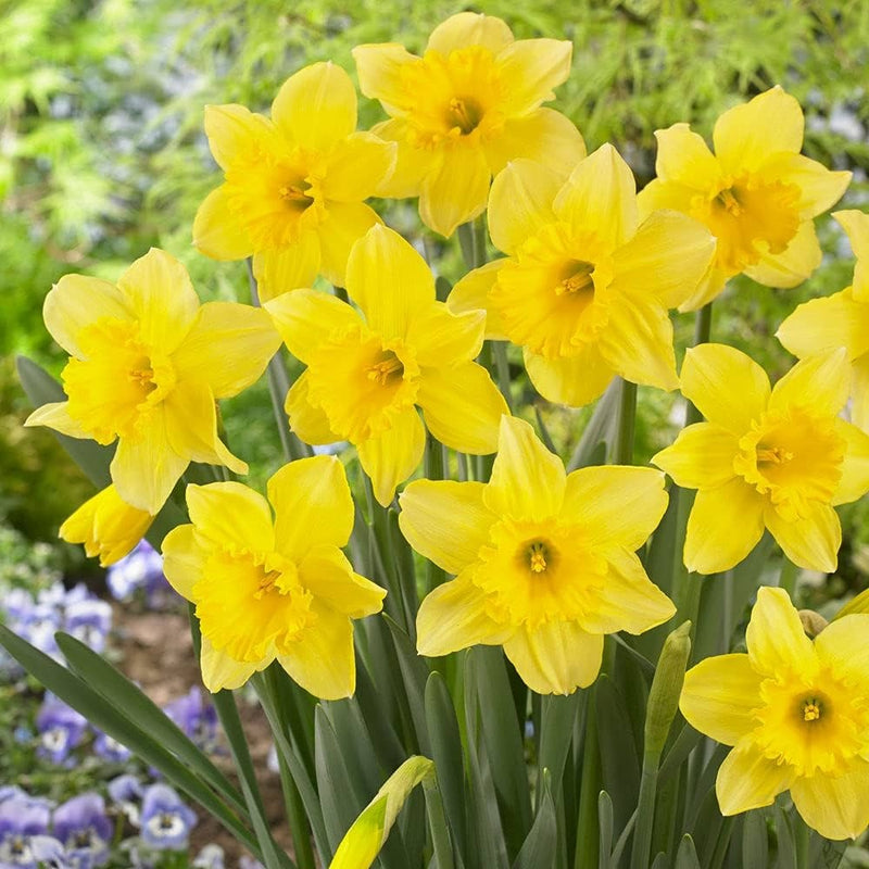 Daffodil Flower Bulb set of 4 |Daffodil Bulbs for Sale - Premium Combo Packs - Bulbs from Plantparadise - Just $350! Shop now at Plantparadise