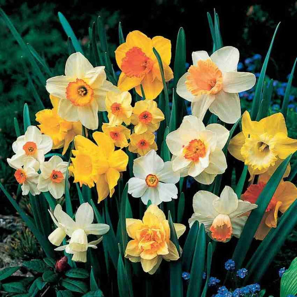 Daffodil Flower Bulb set of 4 |Daffodil Bulbs for Sale - Premium Combo Packs - Bulbs from Plantparadise - Just $350! Shop now at Plantparadise