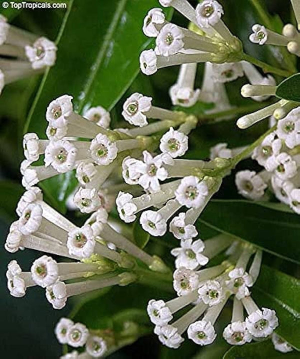 Din ka Raja (Day blooming Jasmine Flower Plant) - Premium Flowering Plants from Plantparadise - Just $399! Shop now at Plantparadise