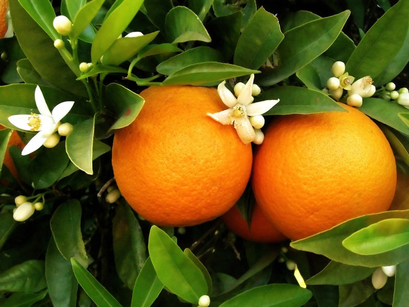 Washington Navel orange Plant|Washington Navel citrus tree online - Premium Fruit Plants & Tree from Plantparadise - Just $979! Shop now at Plantparadise