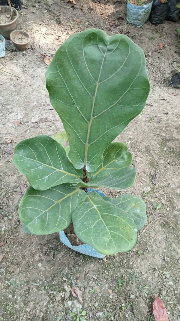 Fiddle Leaf Fig Plant (Ficus lyrata) |Buy Ficus Lyrata Online - Premium Indoor Plant from Plantparadise - Just $450! Shop now at Plantparadise