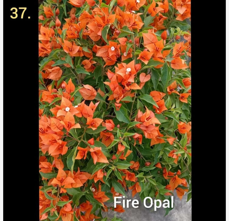 The Bougainvillea Fire Opal Thai variety|Bougainvillea Fire Opal Thai variety|Bougainvillea Fire Opal for sale - Premium Flowering Plants from Plantparadise - Just $750! Shop now at Plantparadise