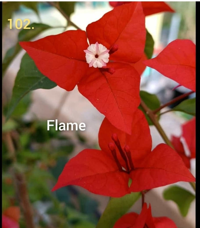 Bougainvillea Flame Thai Variety|Bougainvillea Flame Thai Variety - Premium Flowering Plants from Plantparadise - Just $750! Shop now at Plantparadise