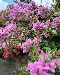 Bougainvillea Formosa - Thai Variety|Bougainvillea Formosa Thai variety for sale - Premium Flowering Plants from Plantparadise - Just $599! Shop now at Plantparadise