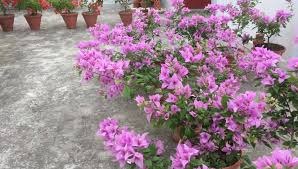 Bougainvillea Formosa - Thai Variety|Bougainvillea Formosa Thai variety for sale - Premium Flowering Plants from Plantparadise - Just $599! Shop now at Plantparadise