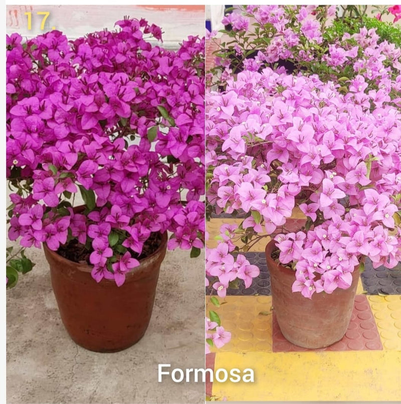 Bougainvillea Formosa - Thai Variety|Bougainvillea Formosa Thai variety for sale - Premium Flowering Plants from Plantparadise - Just $599! Shop now at Plantparadise