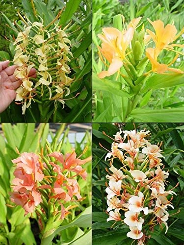 Ginger Lily  Flower Bulb set of 5 - Premium  from Plantparadise - Just $300! Shop now at Plantparadise