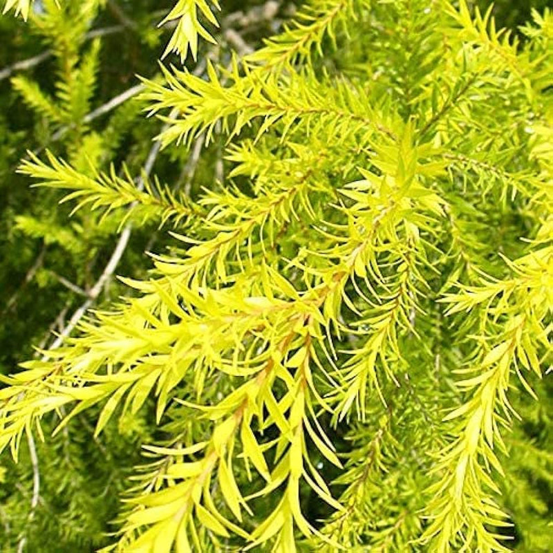 The Golden Bottle Brush (Callistemon citrinus)|Callistemon plant online shop - Premium Flowering Shrubs from Plantparadise - Just $490! Shop now at Plantparadise