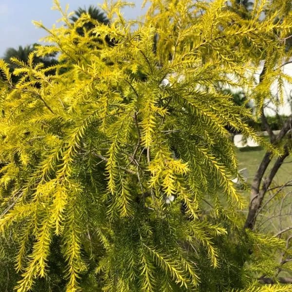 The Golden Bottle Brush (Callistemon citrinus)|Callistemon plant online shop - Premium Flowering Shrubs from Plantparadise - Just $490! Shop now at Plantparadise