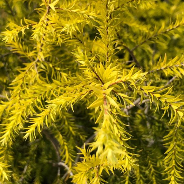 The Golden Bottle Brush (Callistemon citrinus)|Callistemon plant online shop - Premium Flowering Shrubs from Plantparadise - Just $490! Shop now at Plantparadise