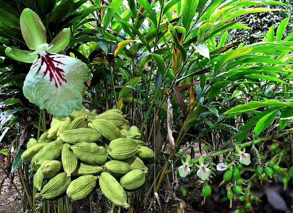 Green Cardamom Plant |Premium Green Cardamom Unveiled - Premium Flowering Plants from Plantparadise - Just $400! Shop now at Plantparadise