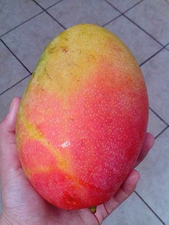 Gulab Khas Mango Plant Grafted - Premium Fruit Plants & Tree from Plantparadise - Just $499! Shop now at Plantparadise