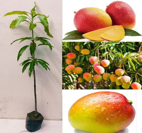 Gulab Khas Mango Plant Grafted - Premium Fruit Plants & Tree from Plantparadise - Just $499! Shop now at Plantparadise