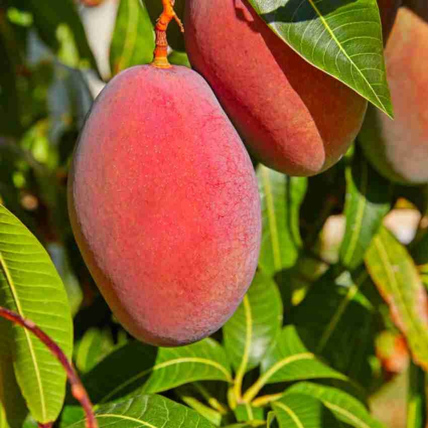 Gulab Khas Mango Plant Grafted - Premium Fruit Plants & Tree from Plantparadise - Just $499! Shop now at Plantparadise