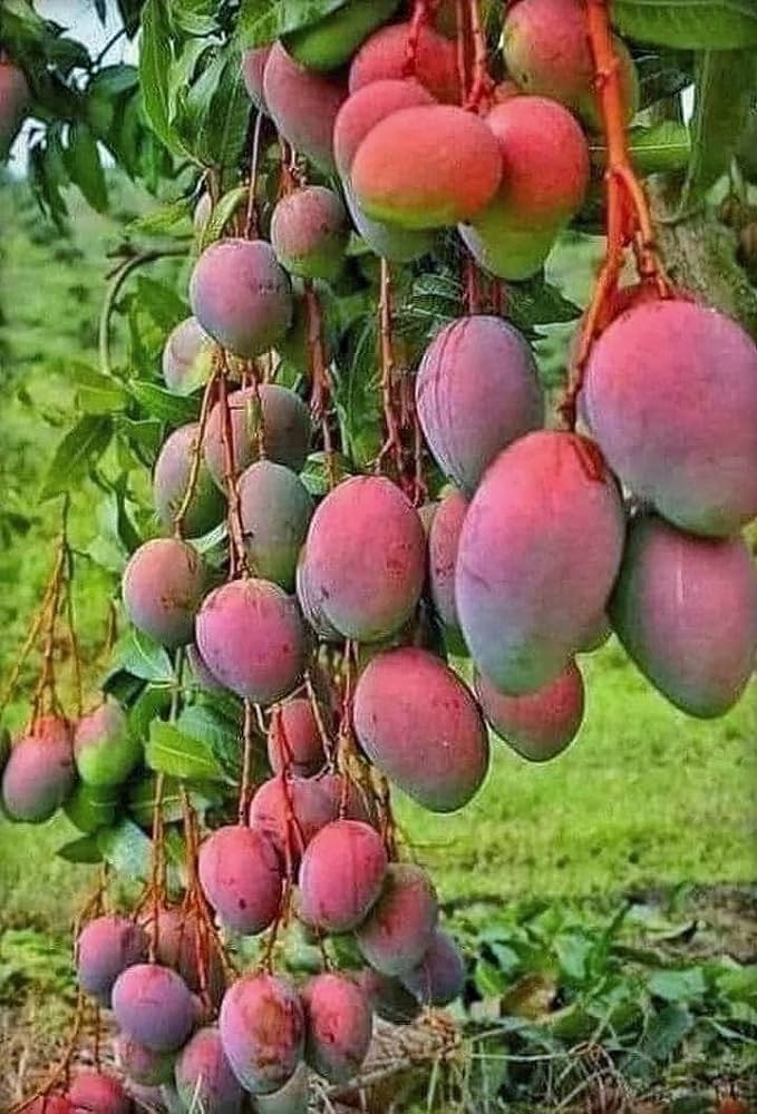 Gulab Khas Mango Plant Grafted - Premium Fruit Plants & Tree from Plantparadise - Just $499! Shop now at Plantparadise