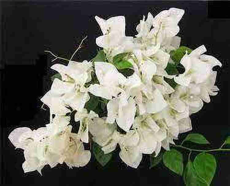 Hawaiian White Thai Bougainvillea|Buy Hawaiian White Thai Bougainvillea plant online - Premium Flowering Plants from Plantparadise - Just $900! Shop now at Plantparadise