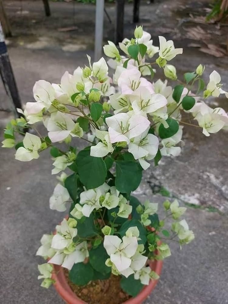 Hawaiian White Thai Bougainvillea|Buy Hawaiian White Thai Bougainvillea plant online - Premium Flowering Plants from Plantparadise - Just $900! Shop now at Plantparadise