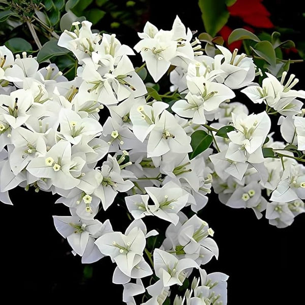 Hawaiian White Thai Bougainvillea|Buy Hawaiian White Thai Bougainvillea plant online - Premium Flowering Plants from Plantparadise - Just $900! Shop now at Plantparadise