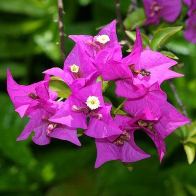 Hawaiian Pink Thai Bougainvillea - Premium Flowering Plants from Plantparadise - Just $999! Shop now at Plantparadise