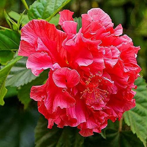 Hibiscus Red (Double ) - Premium Flowering Plants from Plantparadise - Just $595! Shop now at Plantparadise