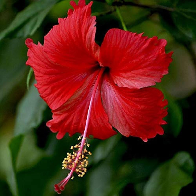 Hibiscus Rosa - Premium Flowering Plants from Plantparadise - Just $395! Shop now at Plantparadise
