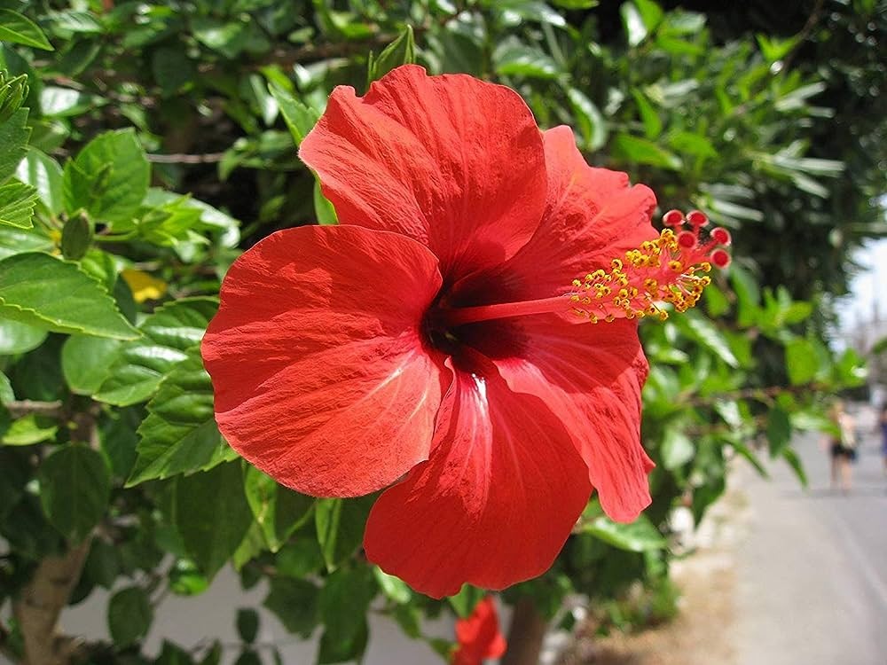Hibiscus Rosa - Premium Flowering Plants from Plantparadise - Just $395! Shop now at Plantparadise