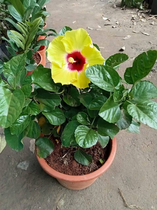 Australian Hibiscus Flower Plant - Premium Flowering Plants from Plantparadise - Just $399.00! Shop now at Plantparadise