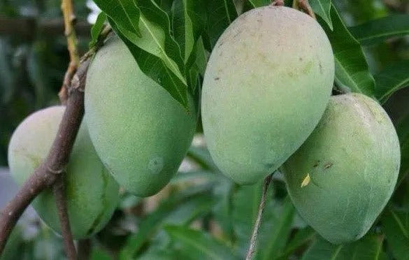 Him Sagar Mango Plant Grafted - Premium Fruit Plants & Tree from Plantparadise - Just $499! Shop now at Plantparadise