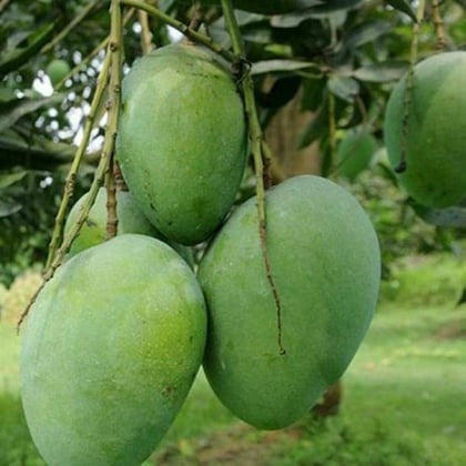 Him Sagar Mango Plant Grafted - Premium Fruit Plants & Tree from Plantparadise - Just $499! Shop now at Plantparadise