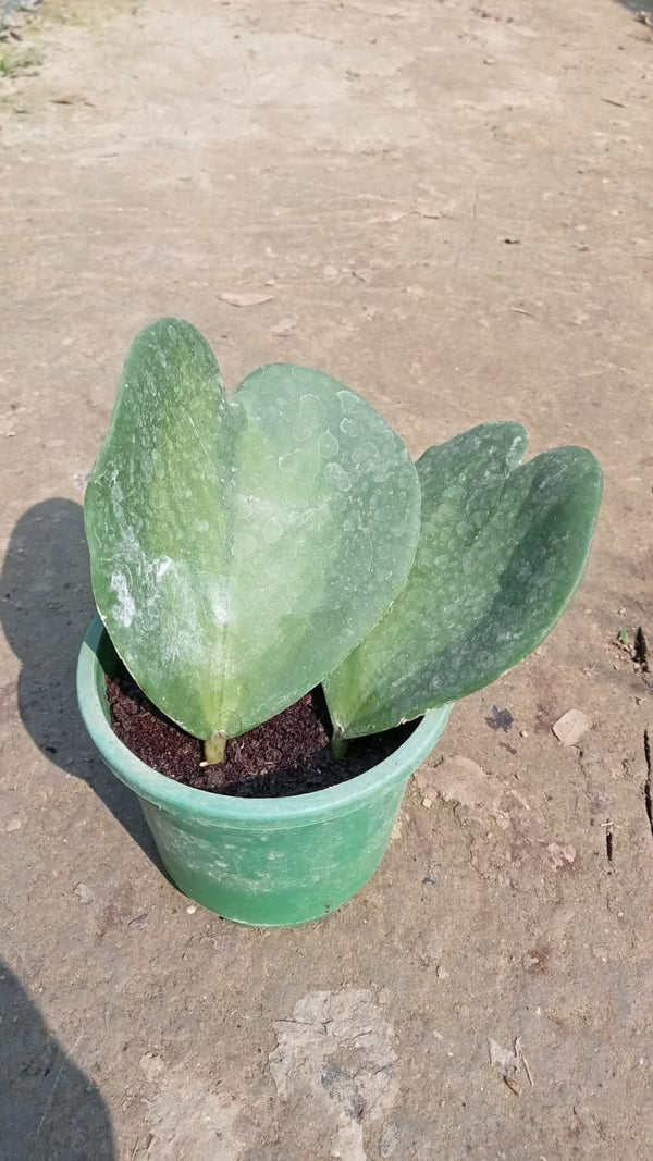 Hoya Heart plant|Sweetheart Hoya Plant sale online - Premium Indoor Plant from Plantparadise - Just $450! Shop now at Plantparadise