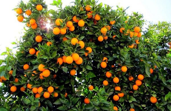 Darjeeling Orange Fruit Plant - Premium Fruit Plants & Tree from Plantparadise - Just $549.00! Shop now at Plantparadise