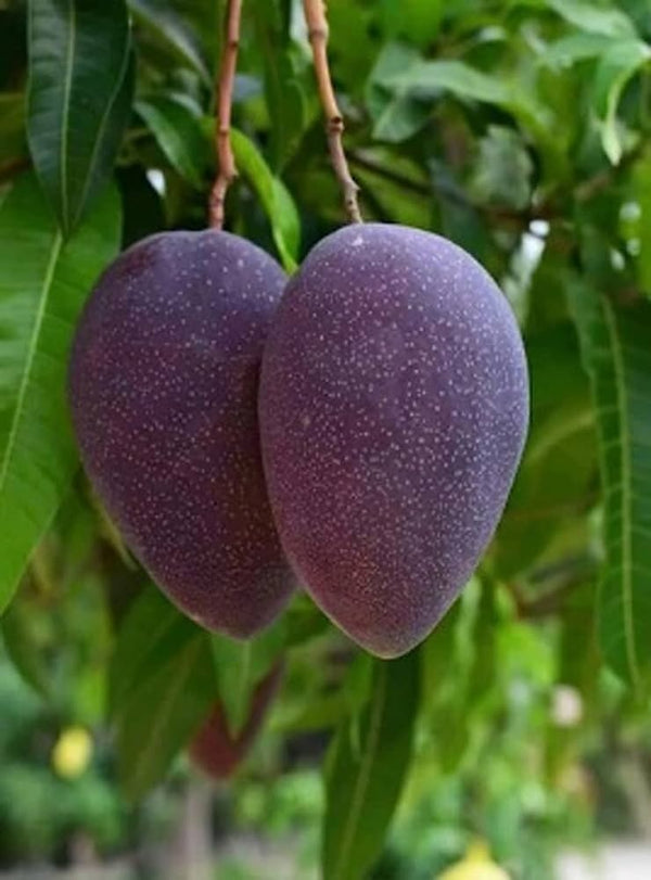 Kasturi Mango Plant - Premium Fruit Plants & Tree from Plantparadise - Just $900.00! Shop now at Plantparadise