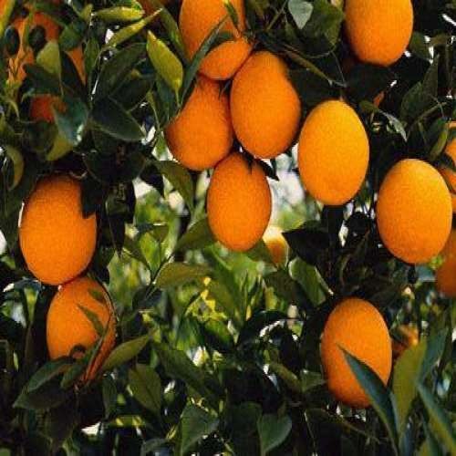 Pau Kinnow Orange Plant|Buy Pau Kinnow Orange Plant Online - Premium Fruit Plants & Tree from Plantparadise - Just $899! Shop now at Plantparadise