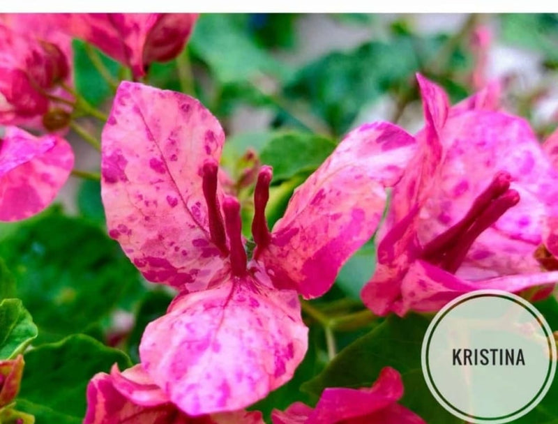 The Kristina Thai variety of Bougainvillea |Kristina Thai Bougainvillea online - Premium Flowering Plants from Plantparadise - Just $750! Shop now at Plantparadise