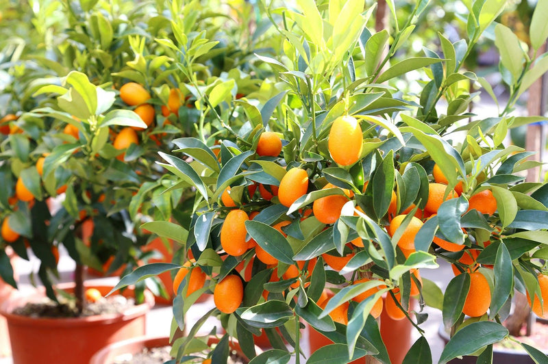 The Kumquat Orange|Kumquat Orange plant for sale - Premium Fruit Plants from Plantparadise - Just $390! Shop now at Plantparadise