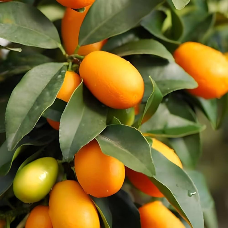 The Kumquat Orange|Kumquat Orange plant for sale - Premium Fruit Plants from Plantparadise - Just $390! Shop now at Plantparadise