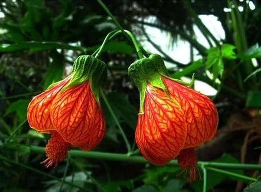 Lantern Hibiscus (Hibiscus schizopetalus) Plant|Lantern Hibiscus plant for sale - Premium Flowering Plants from Plantparadise - Just $450! Shop now at Plantparadise