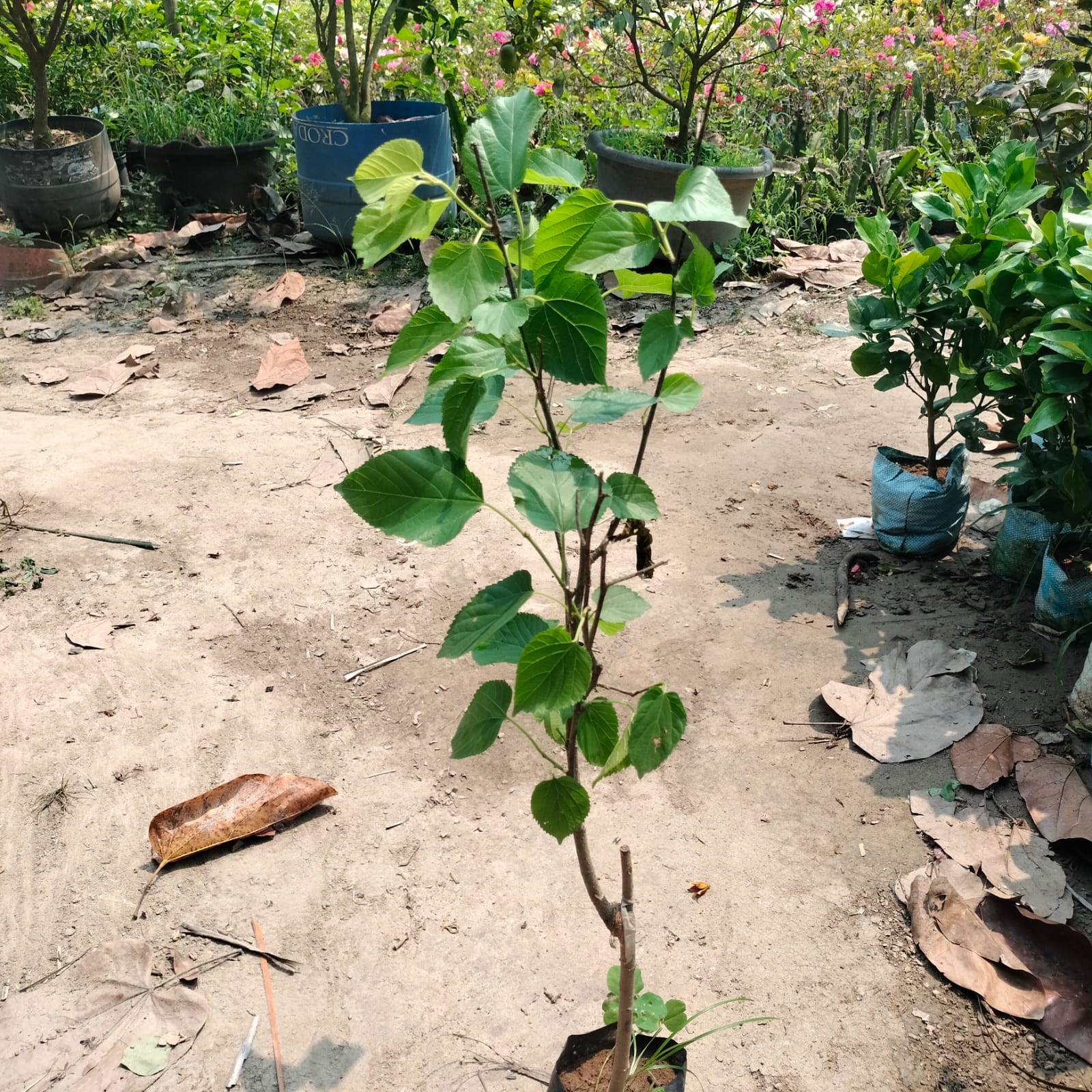 Long Mal Berry|Fast-growing mulberry plant - Premium Fruit Plants from Plantparadise - Just $950! Shop now at Plantparadise