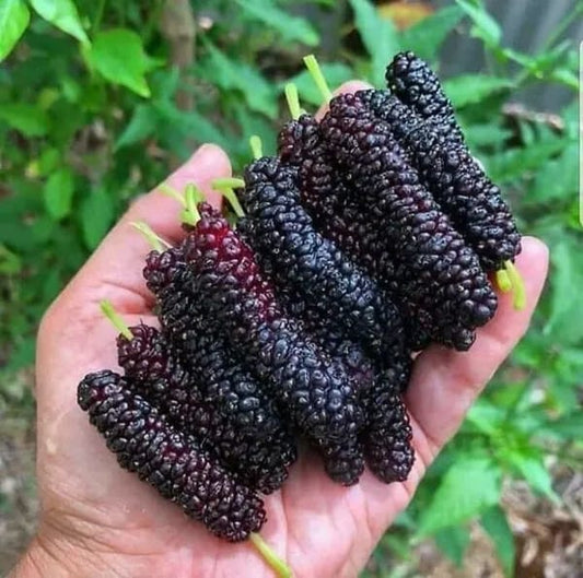 Long Mal Berry|Fast-growing mulberry plant - Premium Fruit Plants from Plantparadise - Just $950! Shop now at Plantparadise