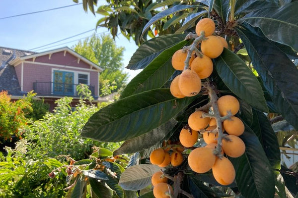 Loquat Fruit Plant | Best Price in 2024 at Plantparadise