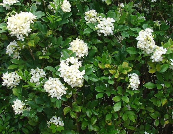 Madhu Kamini (Murraya Paniculata)Flower Plant - Premium Flowering Plants from Plantparadise - Just $649! Shop now at Plantparadise