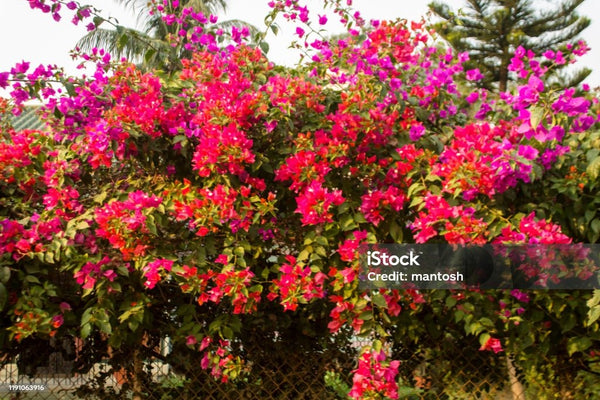 MAGNETA THAI VARIETY BOUGAINVILLEA FLOWER PLANT - Premium Flowering Plants from Plantparadise - Just $750! Shop now at Plantparadise