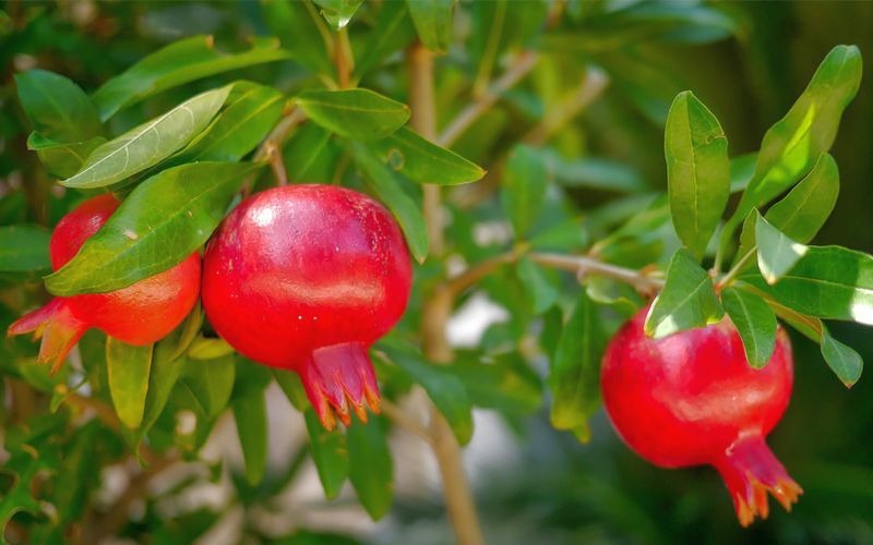 Mexican Pomegranate Plant |Mexican Pomegranate Plant with Home Delivery - Premium Fruit Plants & Tree from Plantparadise - Just $899! Shop now at Plantparadise